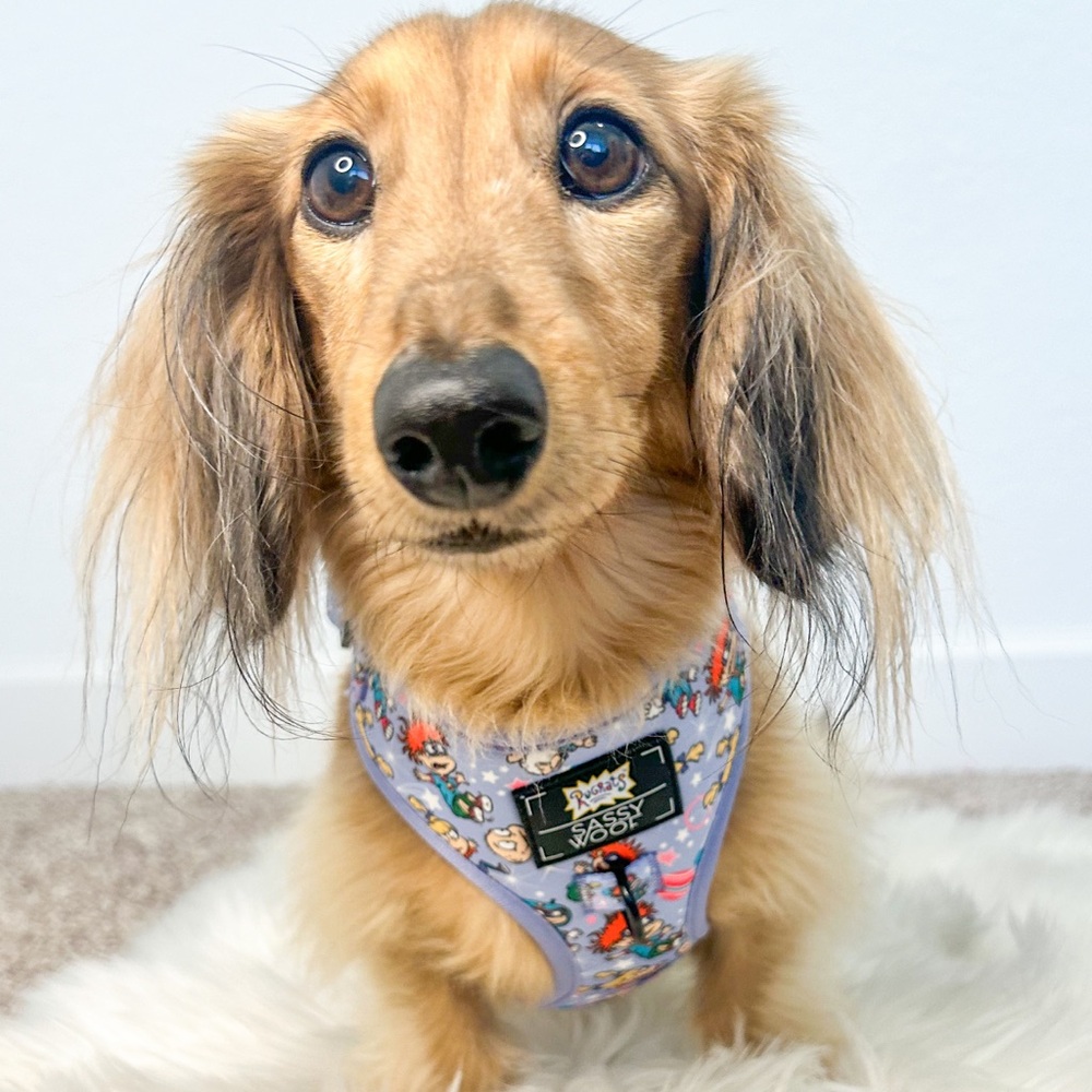 Colorful Dog Harness and Leash Set